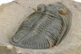 Gorgeous Zlichovaspis Trilobite - Orange Eyes #301714-4